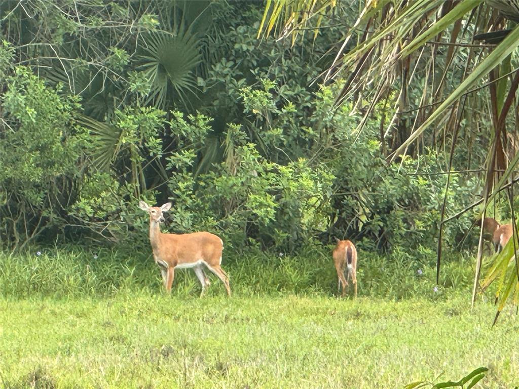 Tbd Cr 832 Clewiston, FL 33440 - Photo 20 of 45 a backyard of a house with a yard and large trees