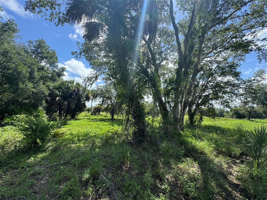 Tbd Cr 832 Clewiston, FL 33440 - Photo 33 of 45 a view of a trees with a yard