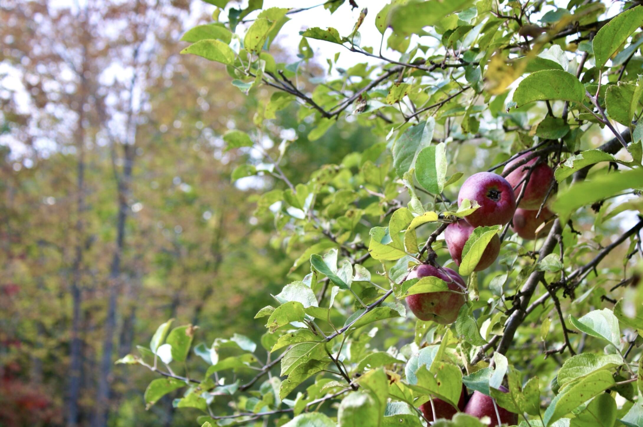 406 Pinnacle Road Canaan, ME 04924 - Photo 35 of 45 More apple trees