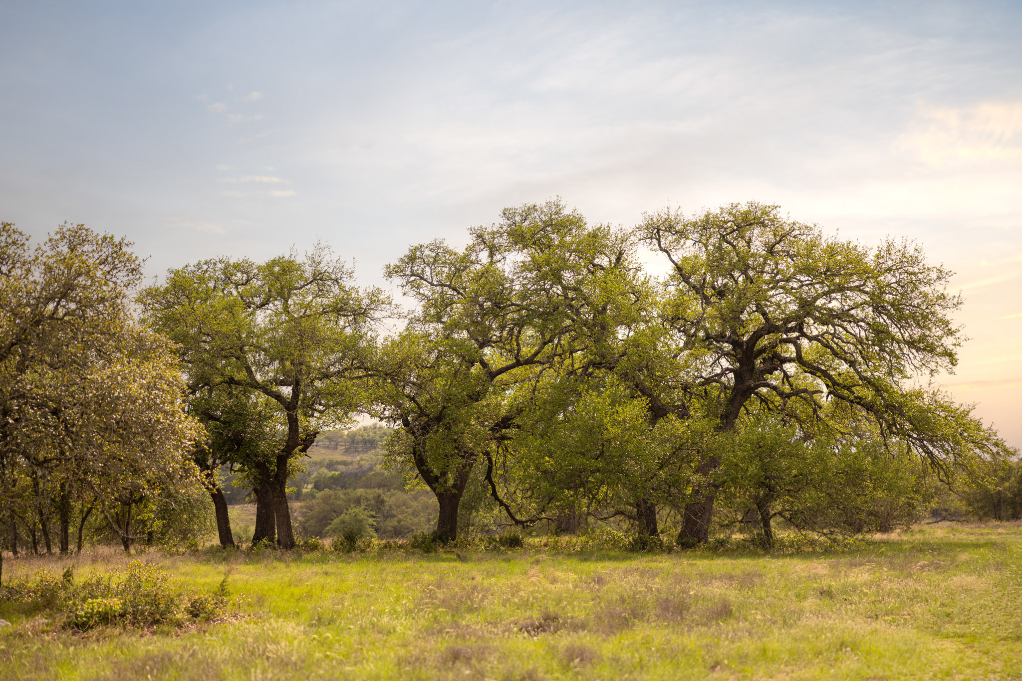 2609 Prochnow Road Dripping Springs, TX 78620 - Photo 7 of 14 Expansive green space featuring scattered trees and natural ground cover