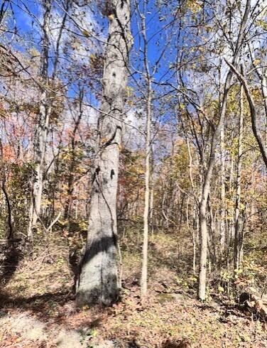 0 Dry Branch Road Pembroke, VA 24136 - Photo 7 of 29 a view of a yard