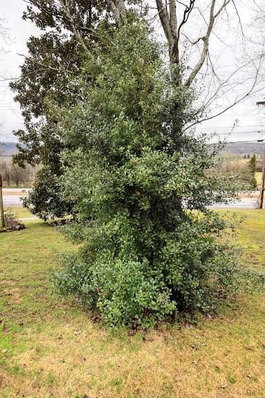 25794 Rhea County Highway Spring City, TN 37381 - Photo 42 of 50 20201213-49