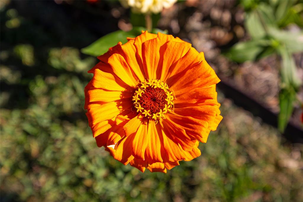 812 Sherbrook Drive Richardson, TX 75080 - Photo 28 of 28 a view of swimming pool