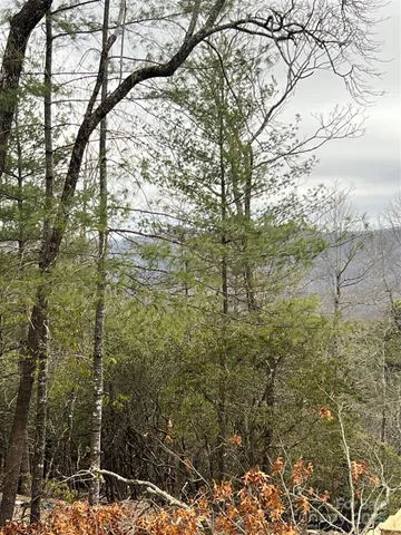 a view of yard with large trees