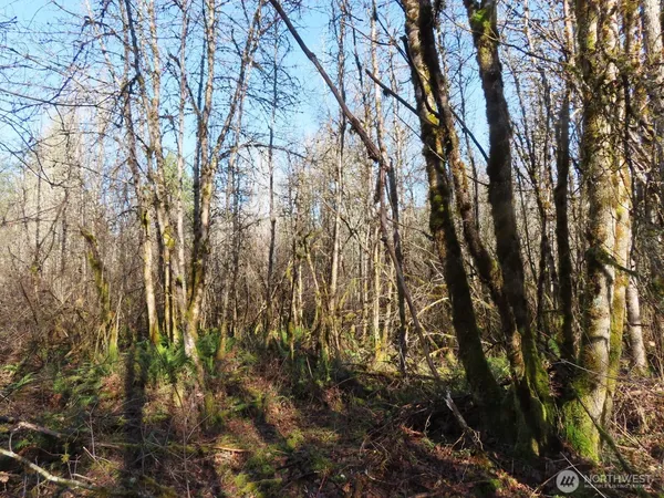 a view of a yard with a tree