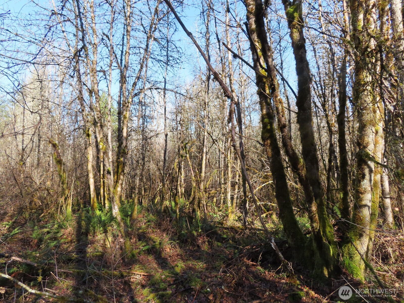 115 Campground Lane Winlock, WA 98596 - Photo 11 of 14