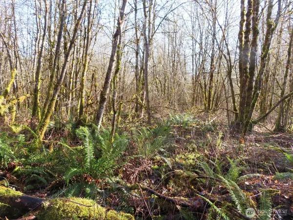 a view of a forest filled with trees