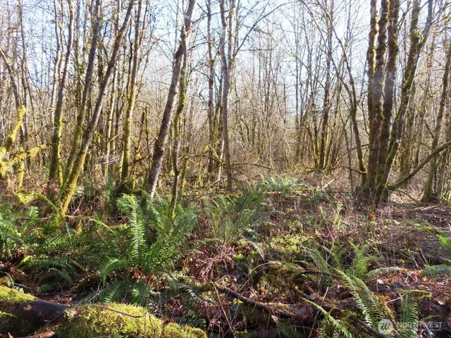 a view of a forest filled with trees