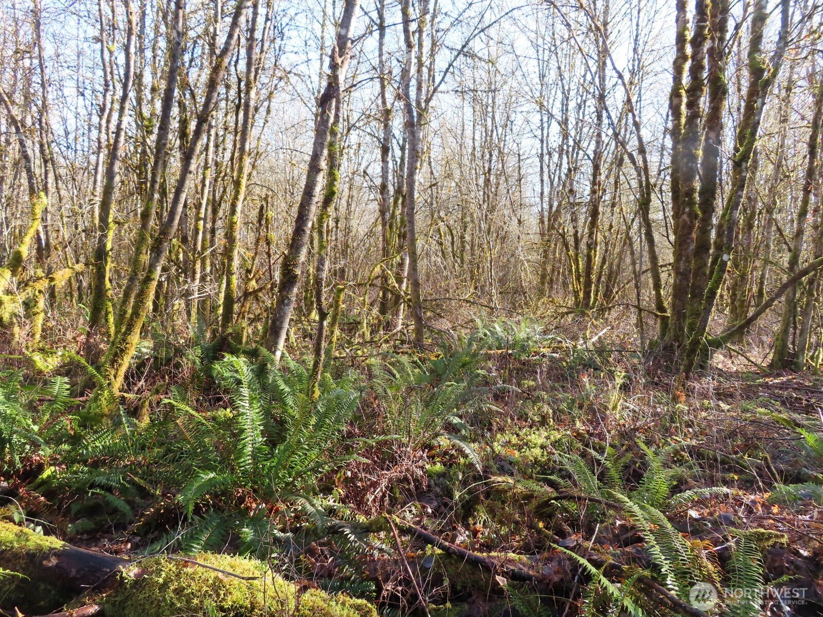 115 Campground Lane Winlock, WA 98596 - Photo 12 of 14