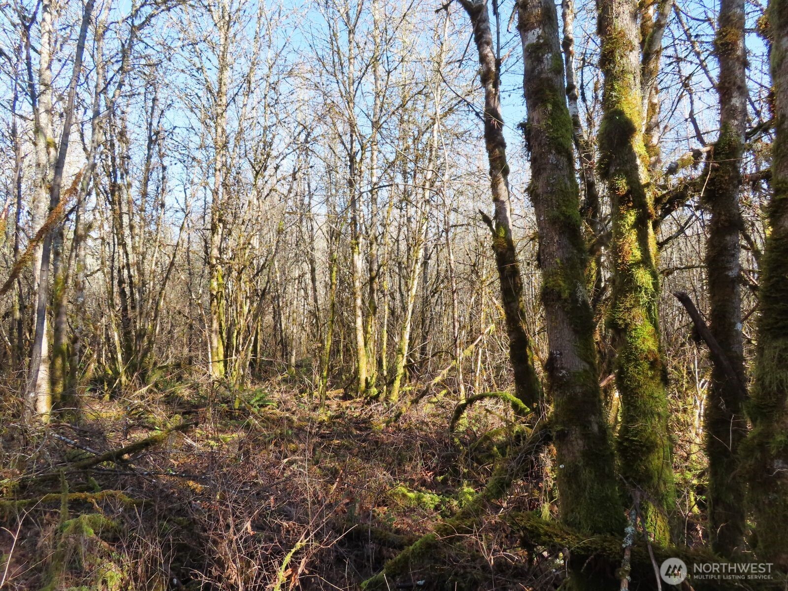 115 Campground Lane Winlock, WA 98596 - Photo 2 of 14