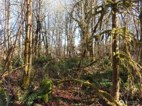 a view of a yard with lots of trees