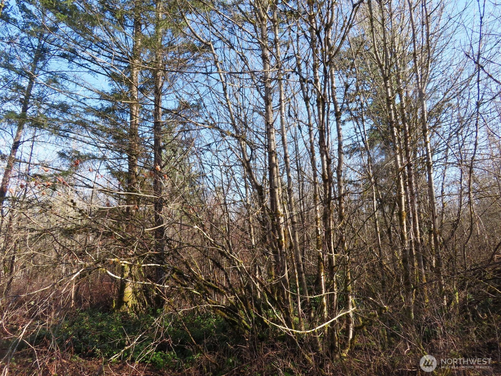 115 Campground Lane Winlock, WA 98596 - Photo 5 of 14