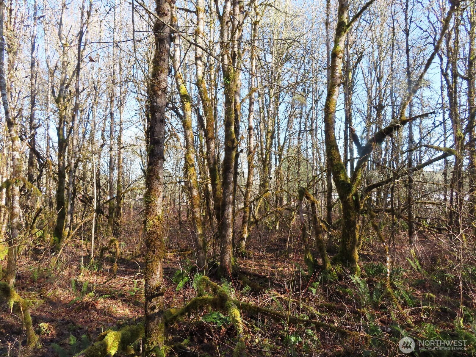 115 Campground Lane Winlock, WA 98596 - Photo 6 of 14