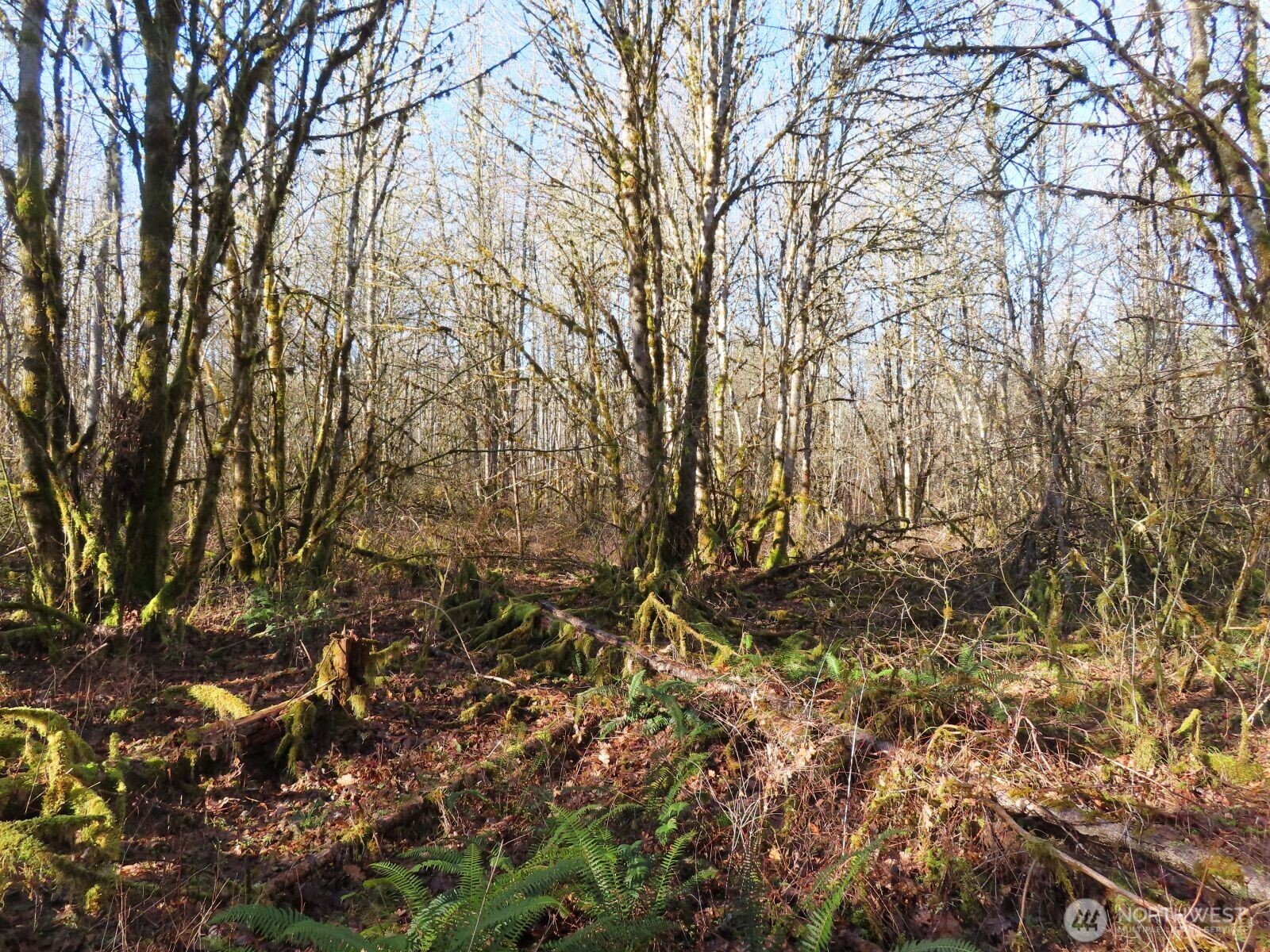 115 Campground Lane Winlock, WA 98596 - Photo 8 of 14