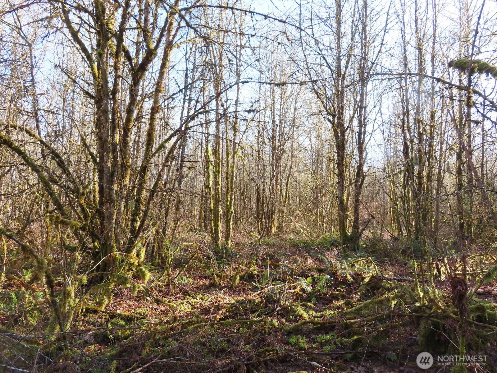 115 Campground Lane Winlock, WA 98596 - Photo 10 of 14