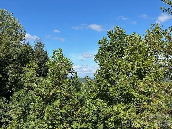 a view of a tree with a plant in front of it