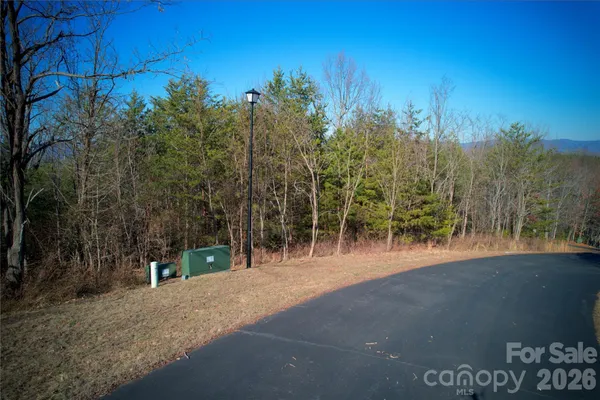a view of a forest with a tree