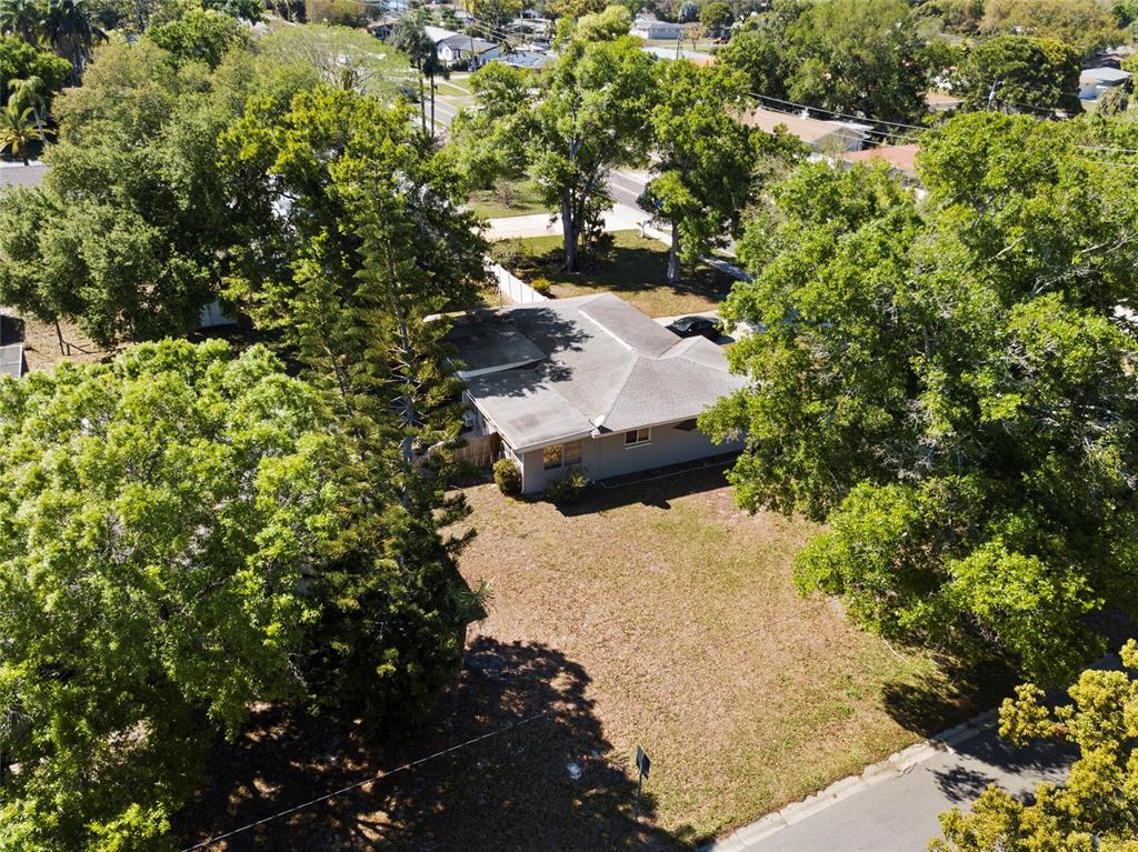 1361 Belleair Road Clearwater, FL 33756 - Photo 16 of 19 a view of a tree in a yard