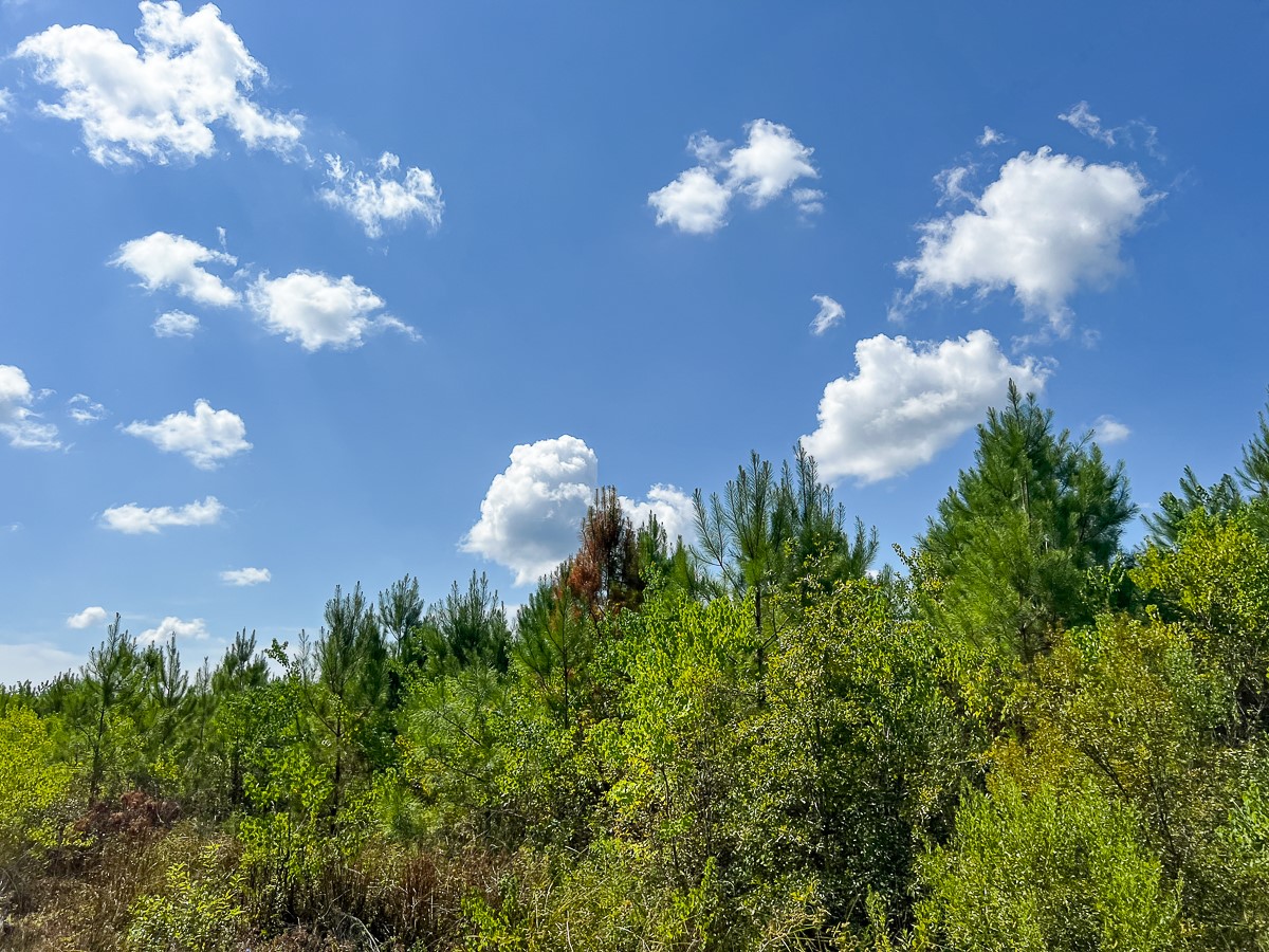 0 Fm 1010 Cleveland, TX 77327 - Photo 30 of 35 a view of a flower in a garden