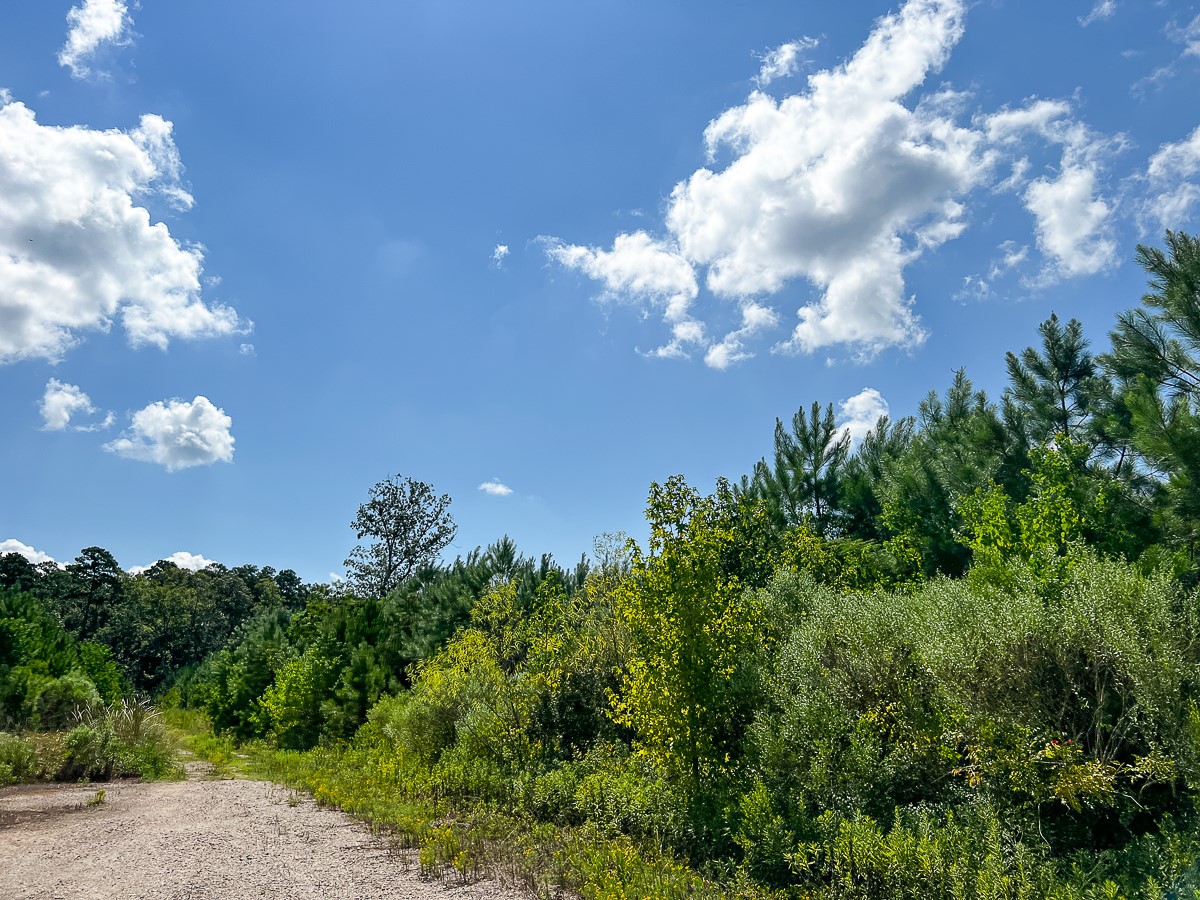 0 Fm 1010 Cleveland, TX 77327 - Photo 3 of 35 a view of a flower in a garden
