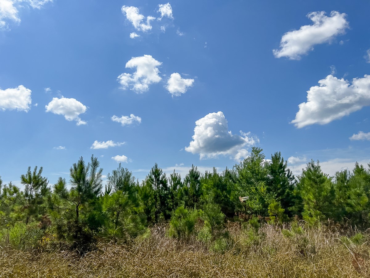 0 Fm 1010 Cleveland, TX 77327 - Photo 32 of 35 a view of a flower in a garden