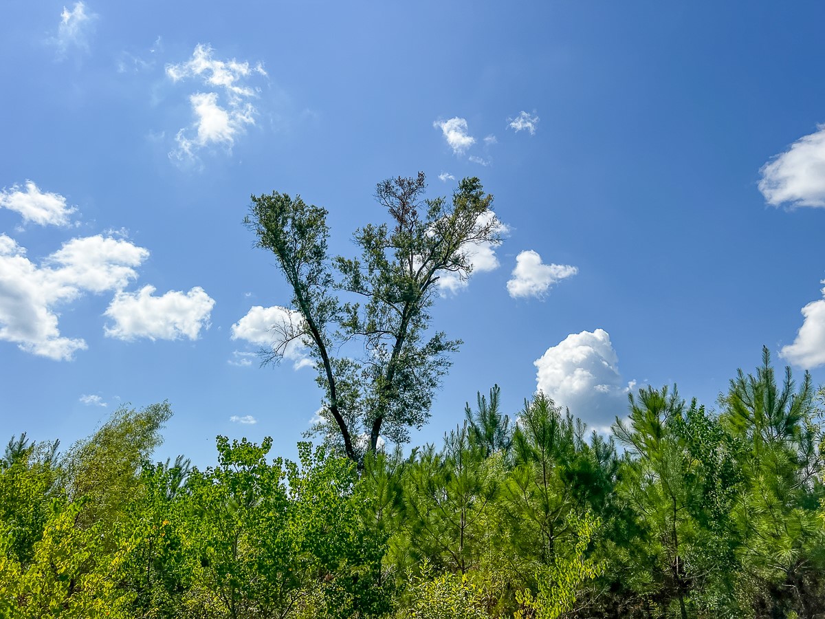 0 Fm 1010 Cleveland, TX 77327 - Photo 33 of 35 a view of a flower in the garden