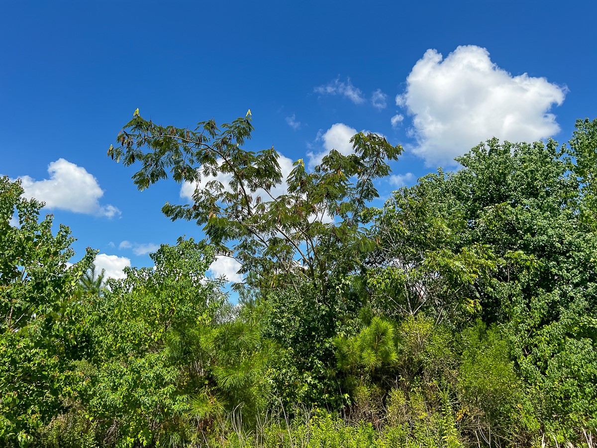 0 Fm 1010 Cleveland, TX 77327 - Photo 4 of 35 a view of a flower