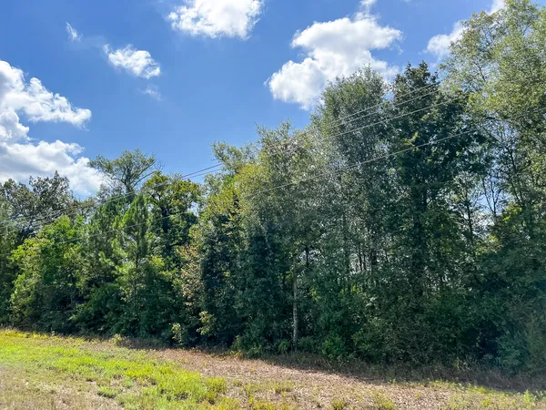 a view of a bunch of trees