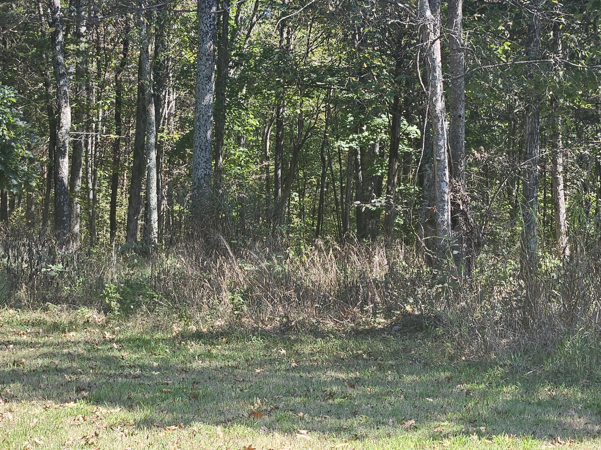 1631 Quarry Road Mount Juliet, TN 37122 - Photo 3 of 4 a view of a forest with trees in the background