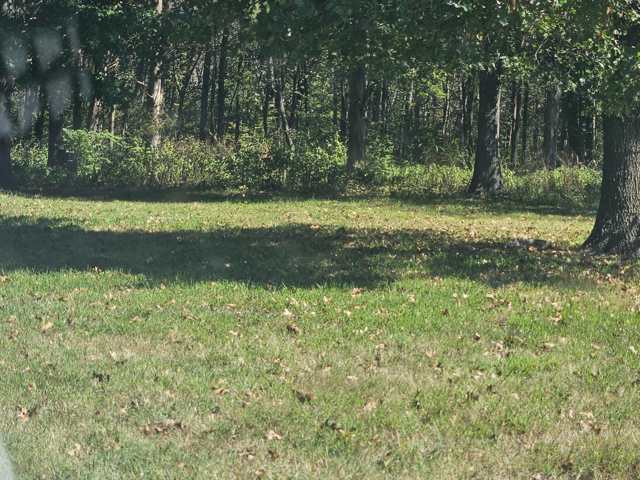 1631 Quarry Road Mount Juliet, TN 37122 - Photo 4 of 4 a view of a yard with a tree