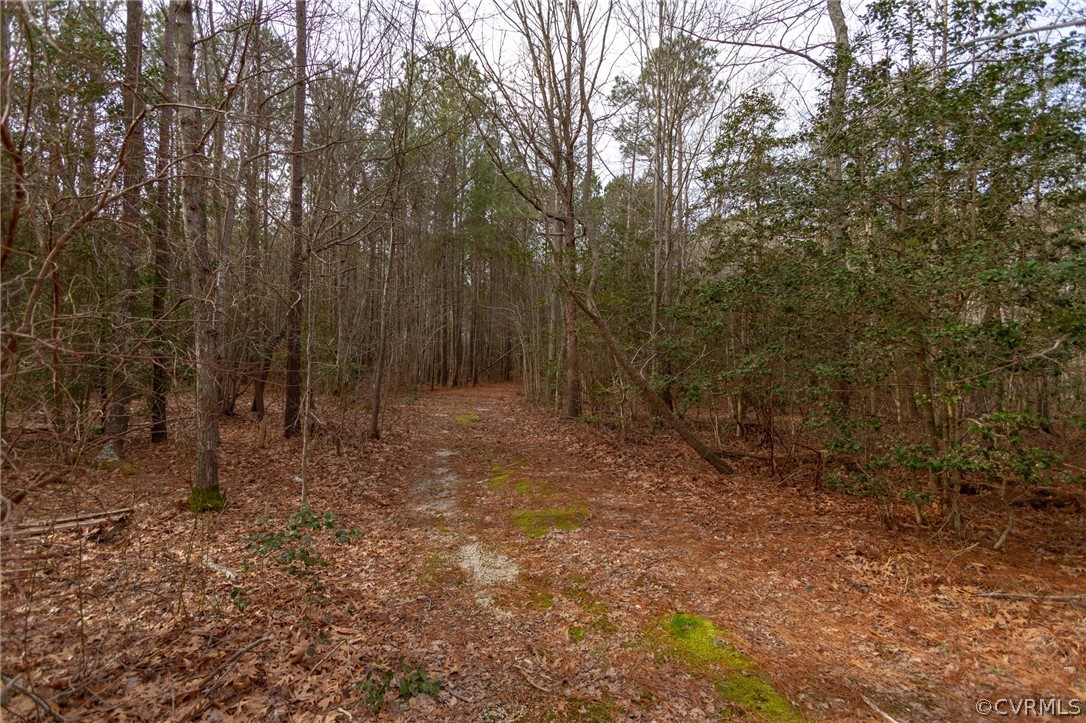 0 Vir-Mar Beach Road Heathsville, VA 22473 - Photo 17 of 21 a view of a forest with trees in the background