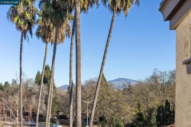 a view of a palm tree next to a yard