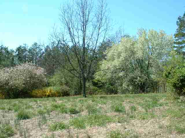 181 Hunter Road Pickens, SC 29671 - Photo 3 of 9