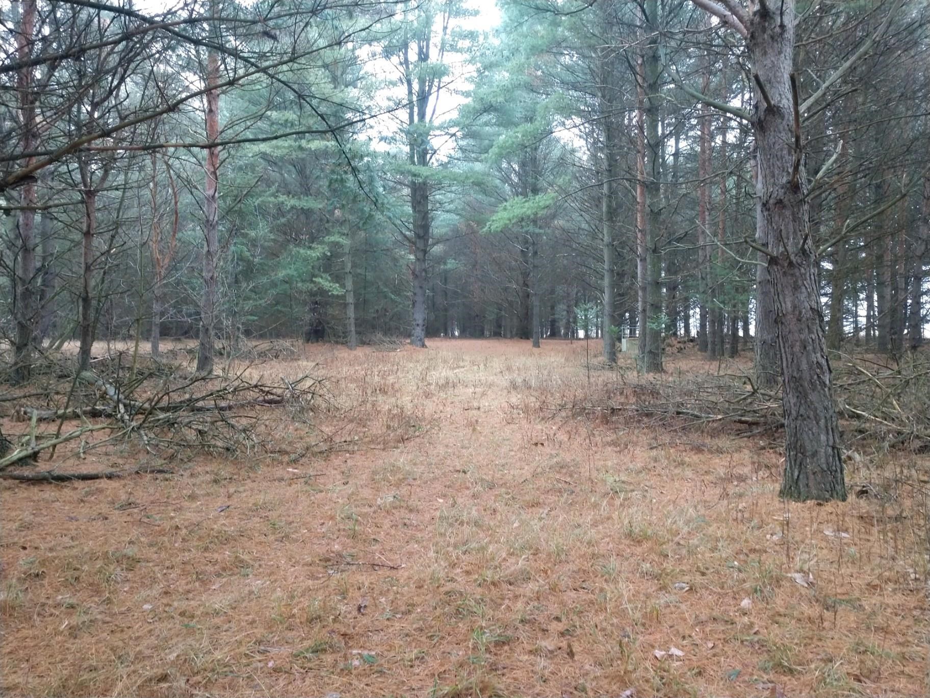 0 Twin Lake Road Lupton, MI 48635 - Photo 9 of 9