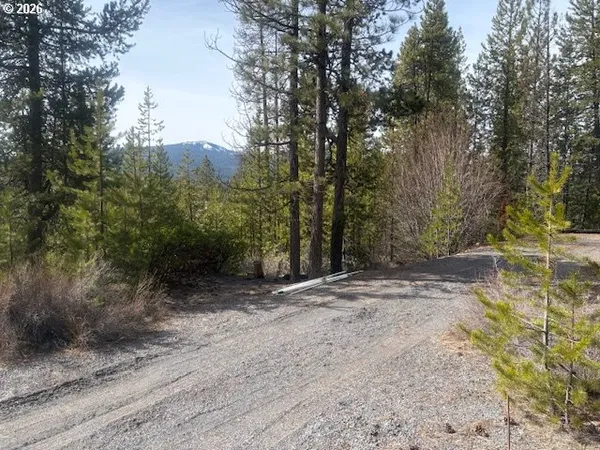 a view of a forest with trees in the background