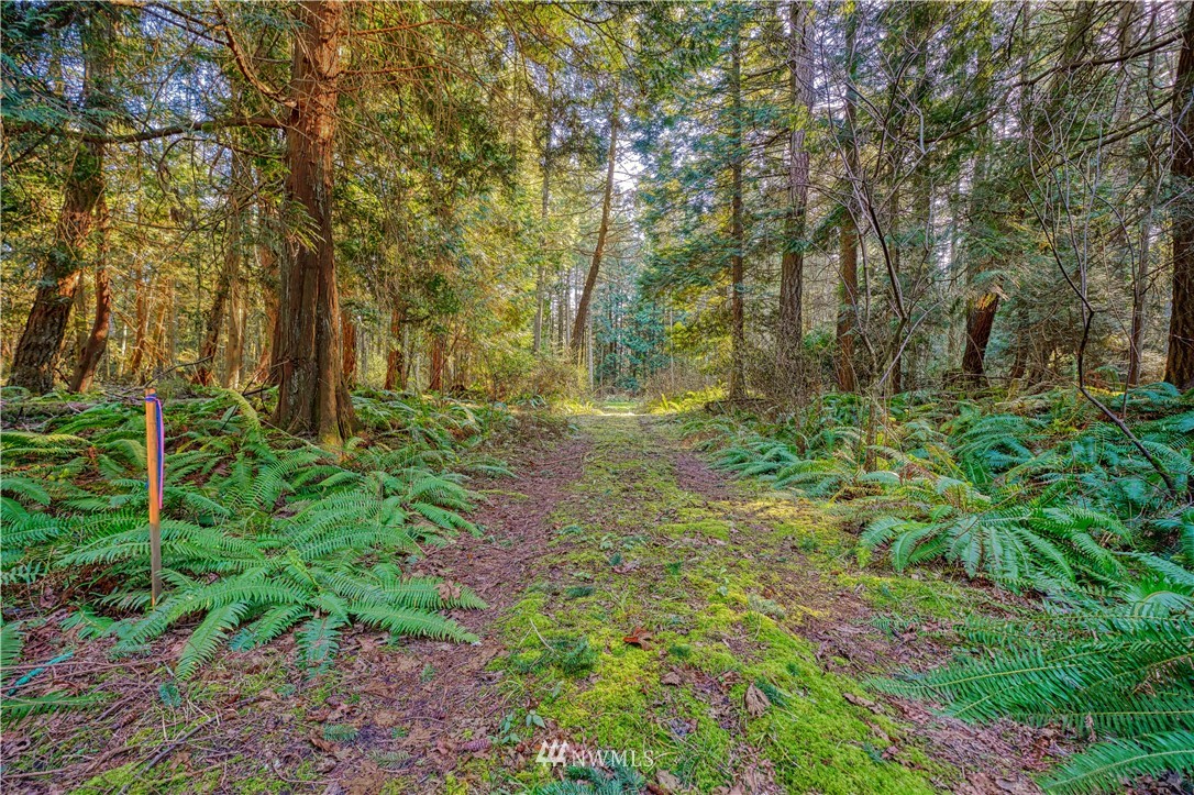 2 Deer Road Point Roberts, WA 98281 - Photo 5 of 7 a big yard with lots of green space and house
