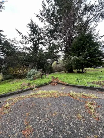 a view of a park with large trees