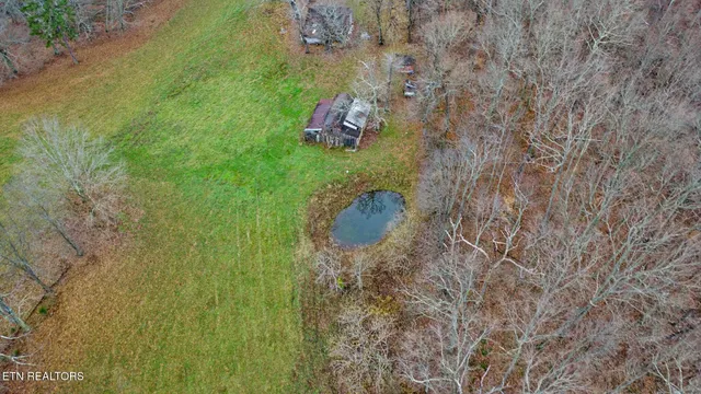 a view of a garden with a tree