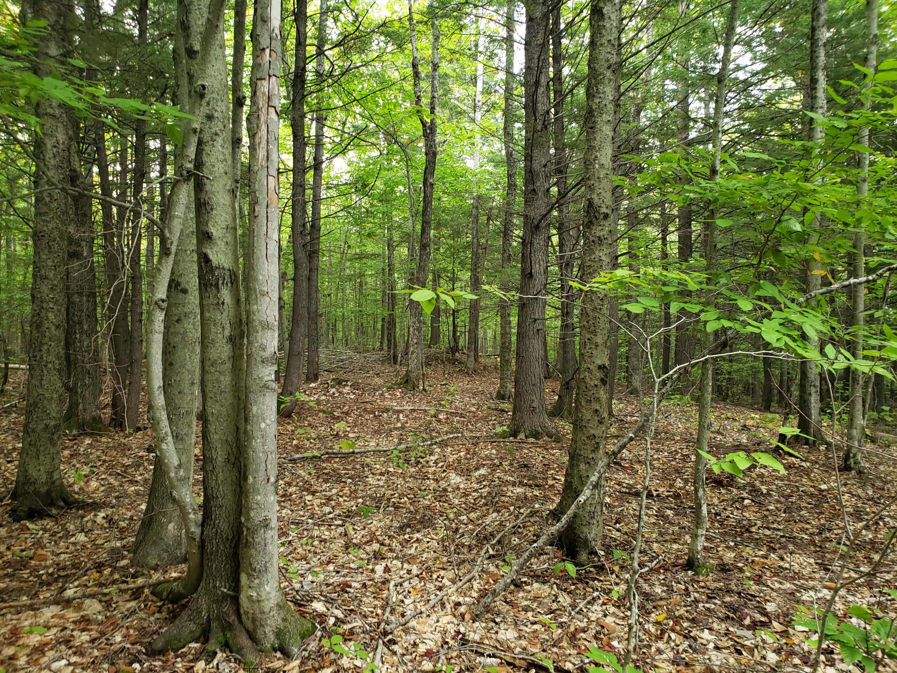 Tbd Burbank Hill Road Strong, ME 04983 - Photo 12 of 19 20210929_121820
