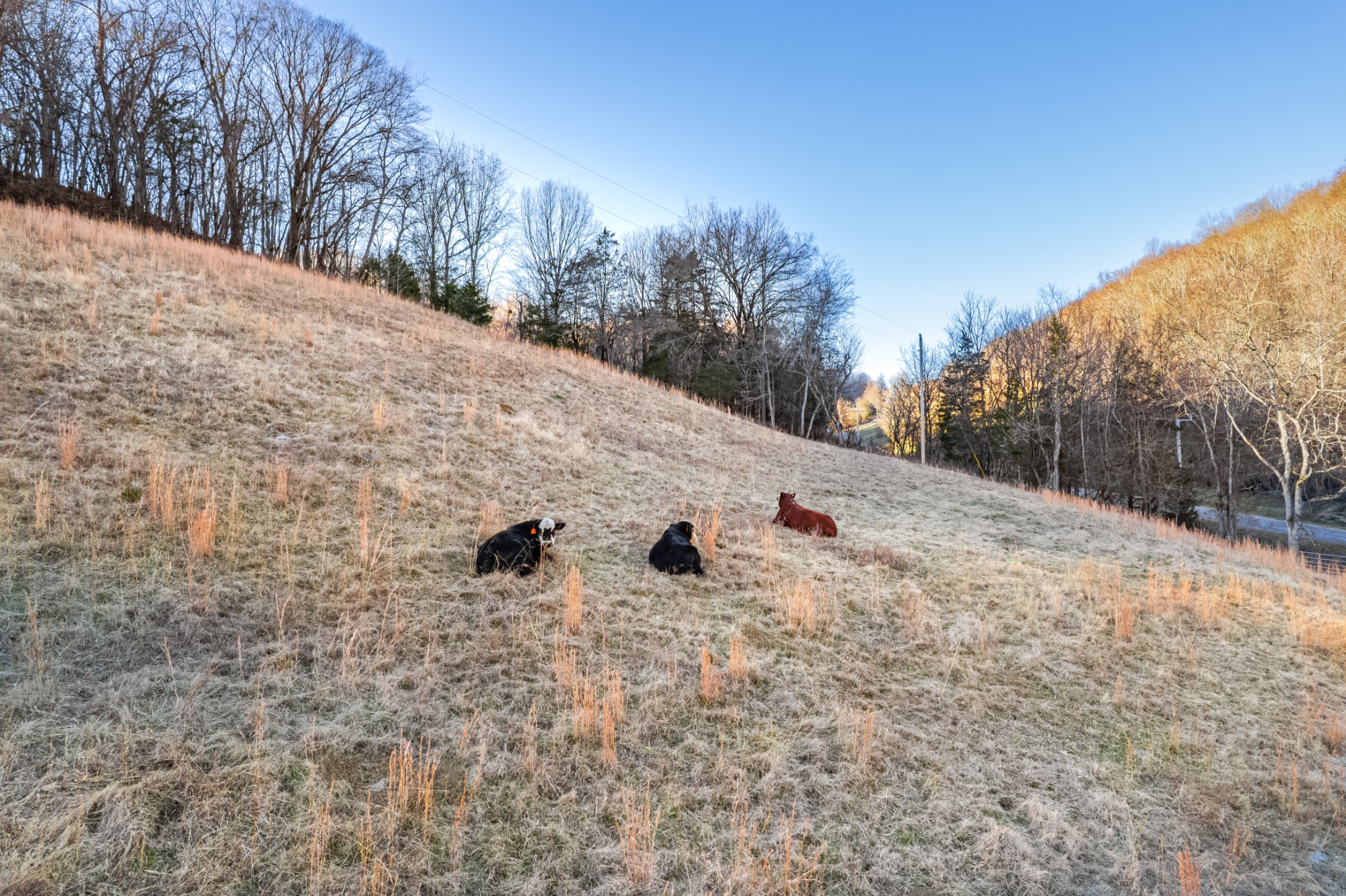 2149 Talley Road Belfast, TN 37019 - Photo 70 of 93 a view of a yard covered with snow