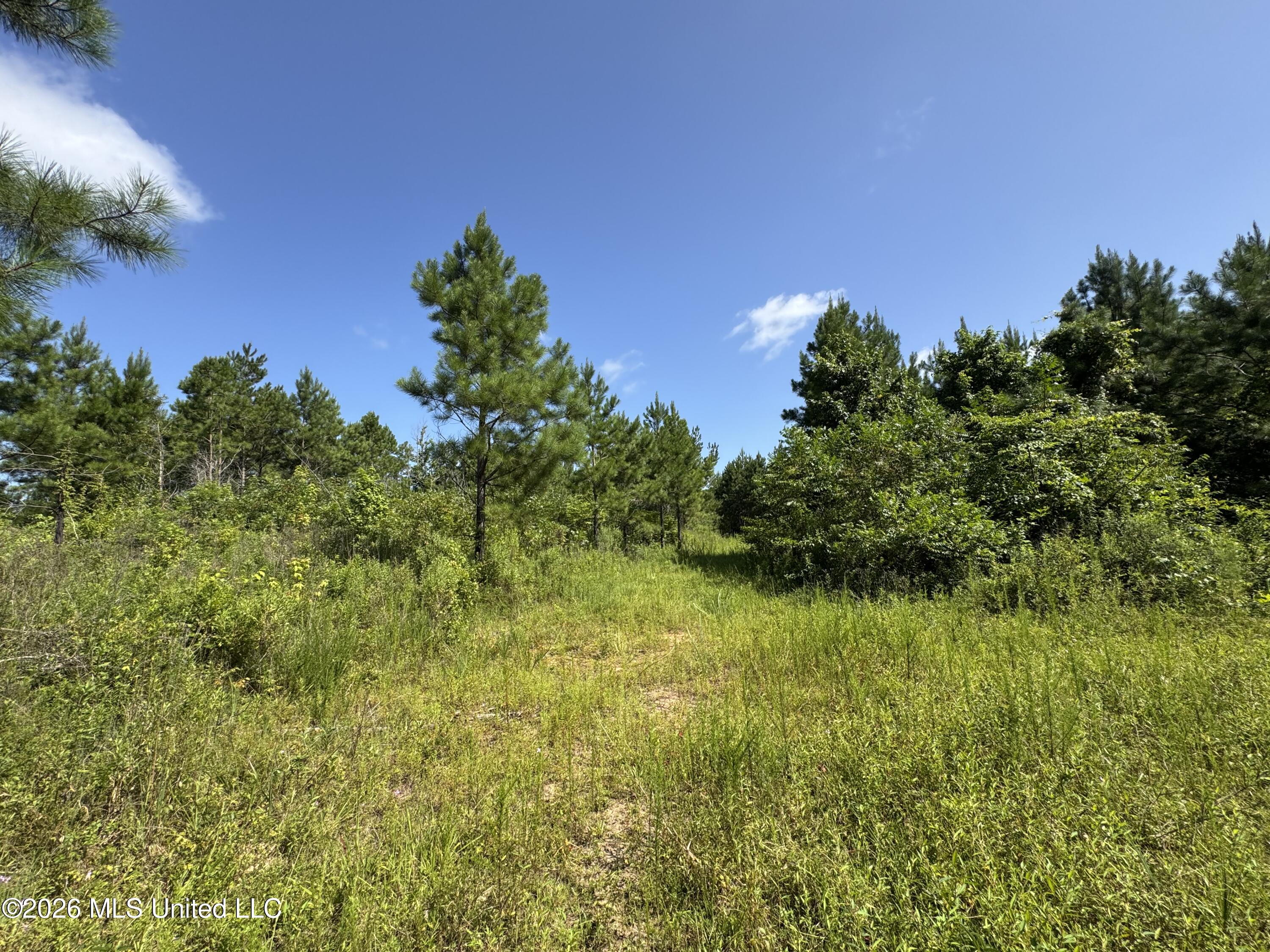 32 A Sauls Road Ruth, MS 39662 - Photo 14 of 22 Land-for-sale-Ruth-MS (13)