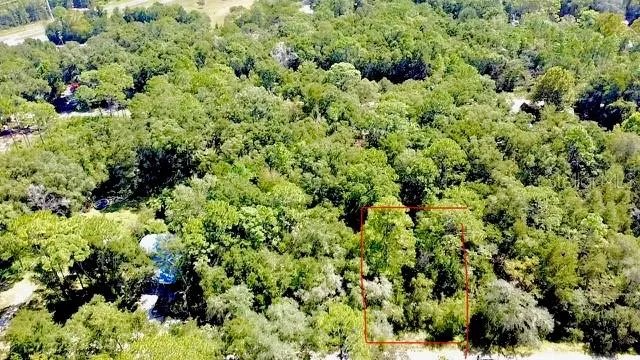 a view of a garden with plants