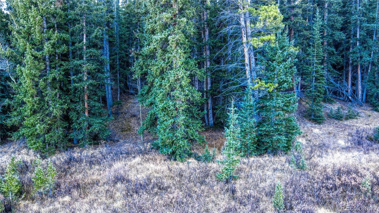 242 Pine Ridge Road Alma, CO 80420 - Photo 21 of 42 a view of a garden with plants and trees