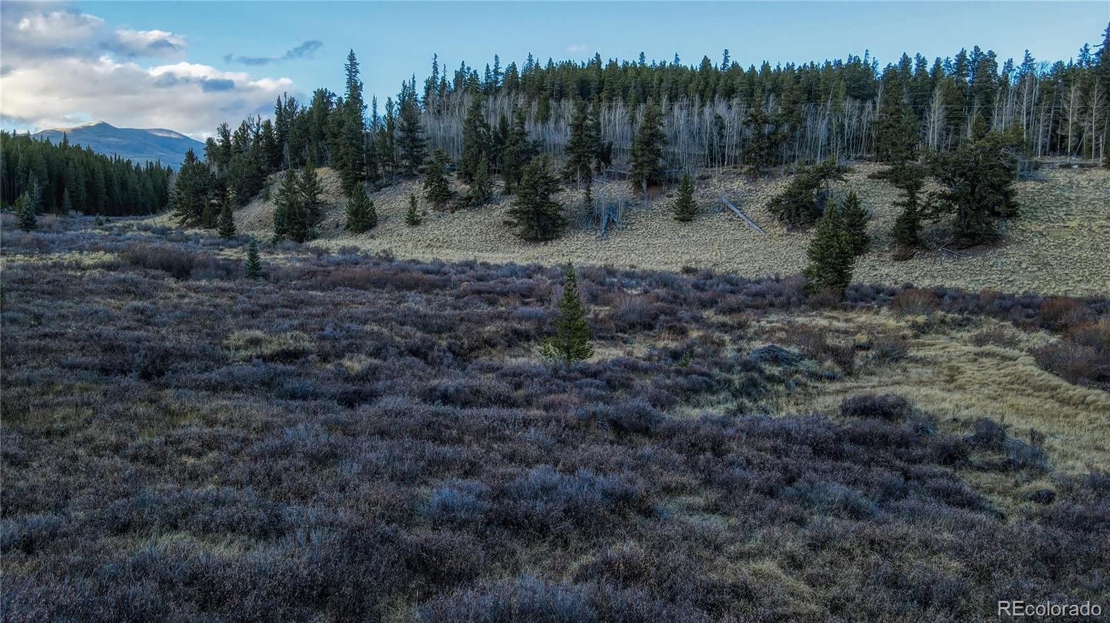 242 Pine Ridge Road Alma, CO 80420 - Photo 24 of 42 a view of a dry yard with trees