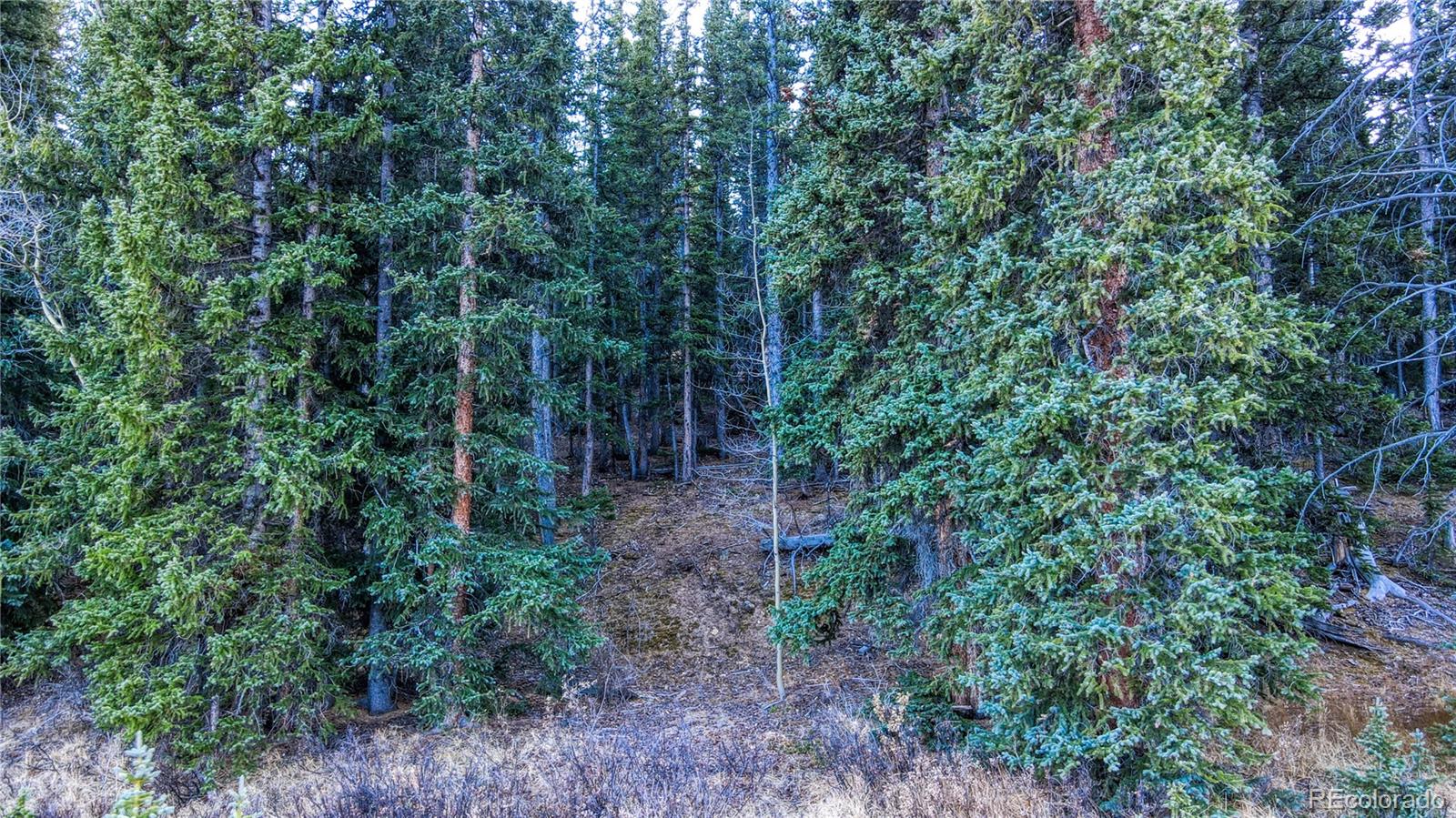 242 Pine Ridge Road Alma, CO 80420 - Photo 27 of 42 a view of a forest with trees in the background