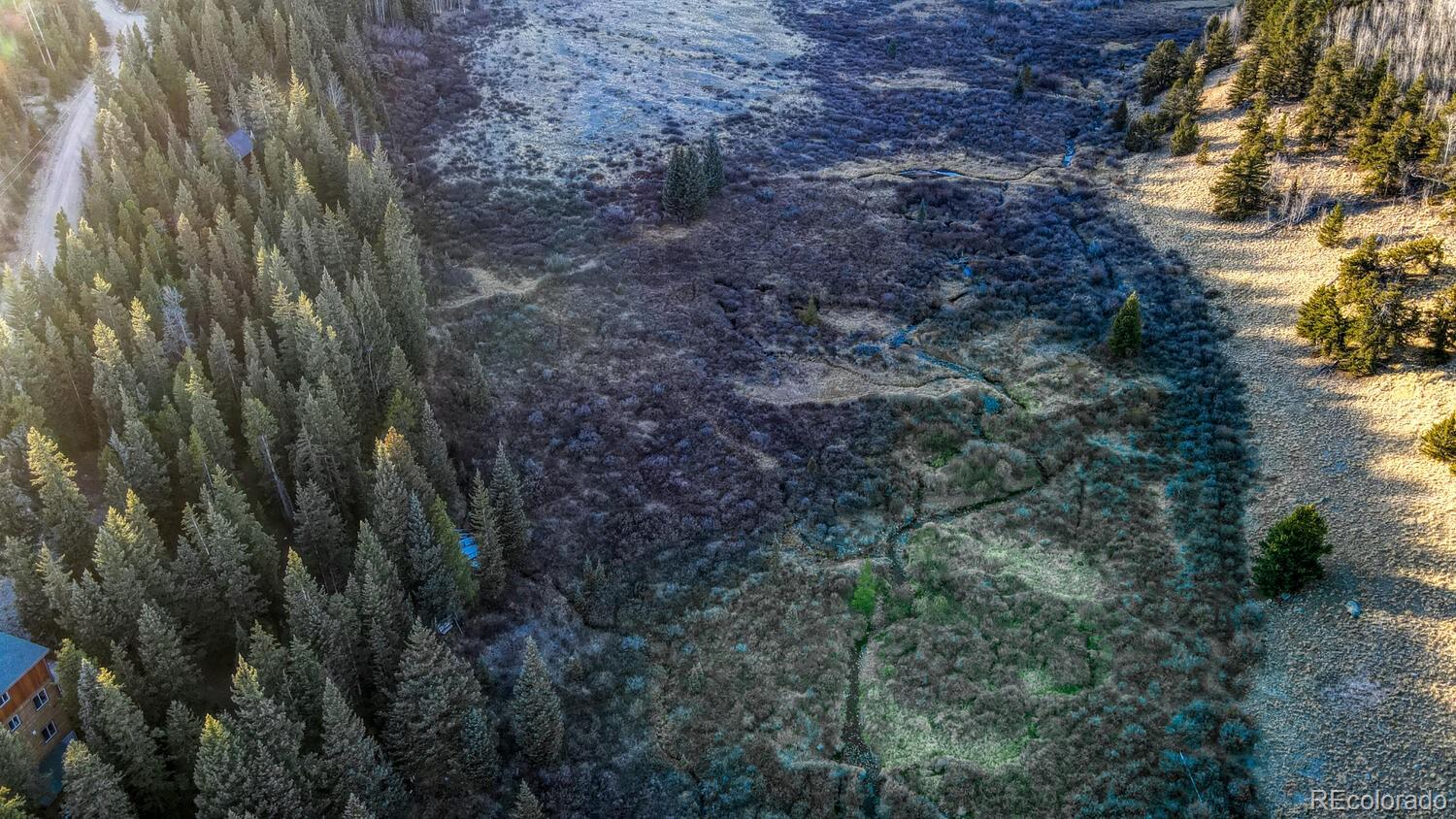 242 Pine Ridge Road Alma, CO 80420 - Photo 42 of 42 a close up of a plant