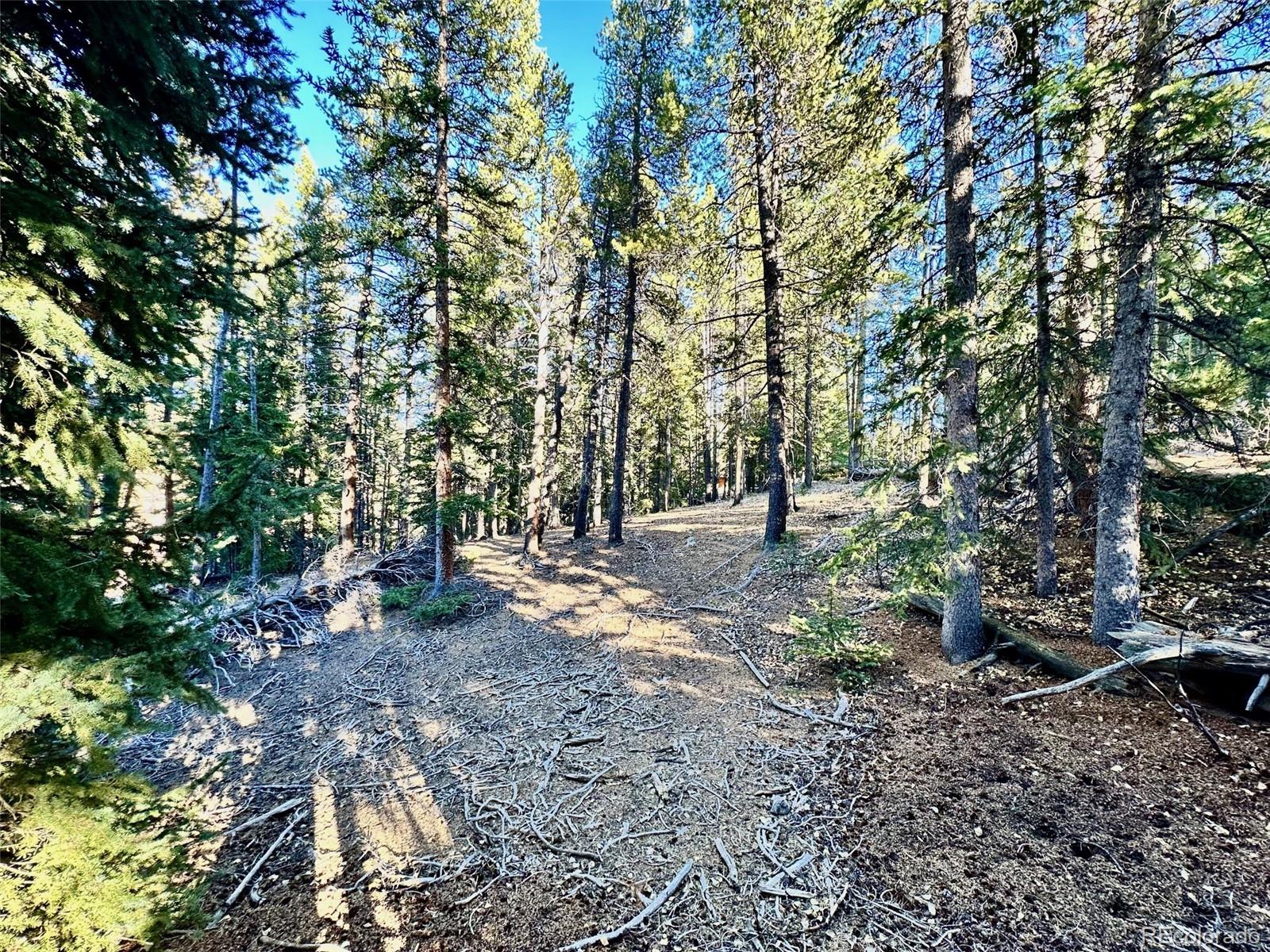 242 Pine Ridge Road Alma, CO 80420 - Photo 6 of 42 a view of a forest with trees