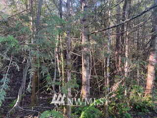 0 East State Rt 3 Street East Allyn, WA 98524 - Photo 3 of 4 Gallery Image 3