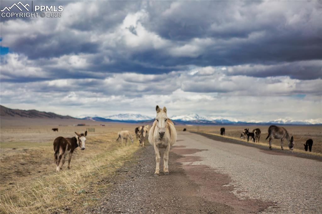 790 Tiara Road Lake George, CO 80827 - Photo 32 of 47