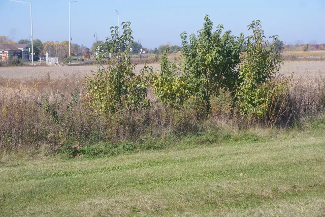 a view of outdoor space and trees